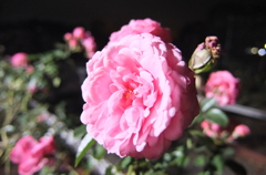 2014/11/08_夜の伊奈バラ園