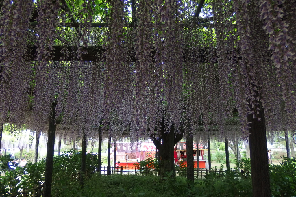 2015/05/03_玉敷公園の藤