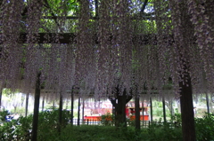 2015/05/03_玉敷公園の藤