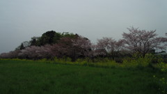 2016/04/10_見沼代用水の桜と菜の花