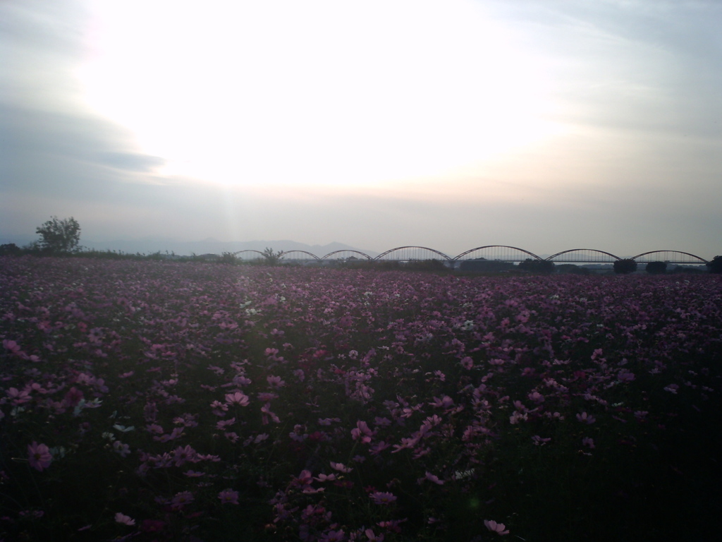 2015/11/01_夕暮れの吹上コスモス畑