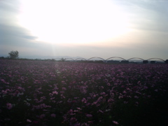 2015/11/01_夕暮れの吹上コスモス畑