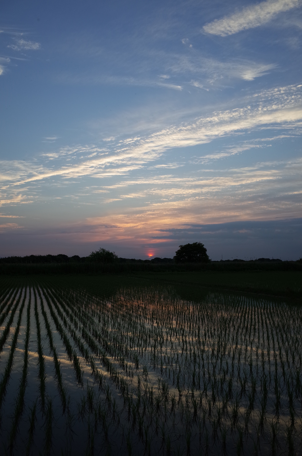 2015/05/24_水田の夕暮れ