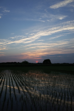 2015/05/24_水田の夕暮れ