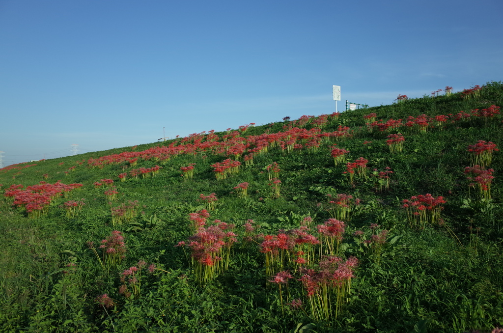 2015/09/22_彼岸花