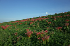 2015/09/22_彼岸花