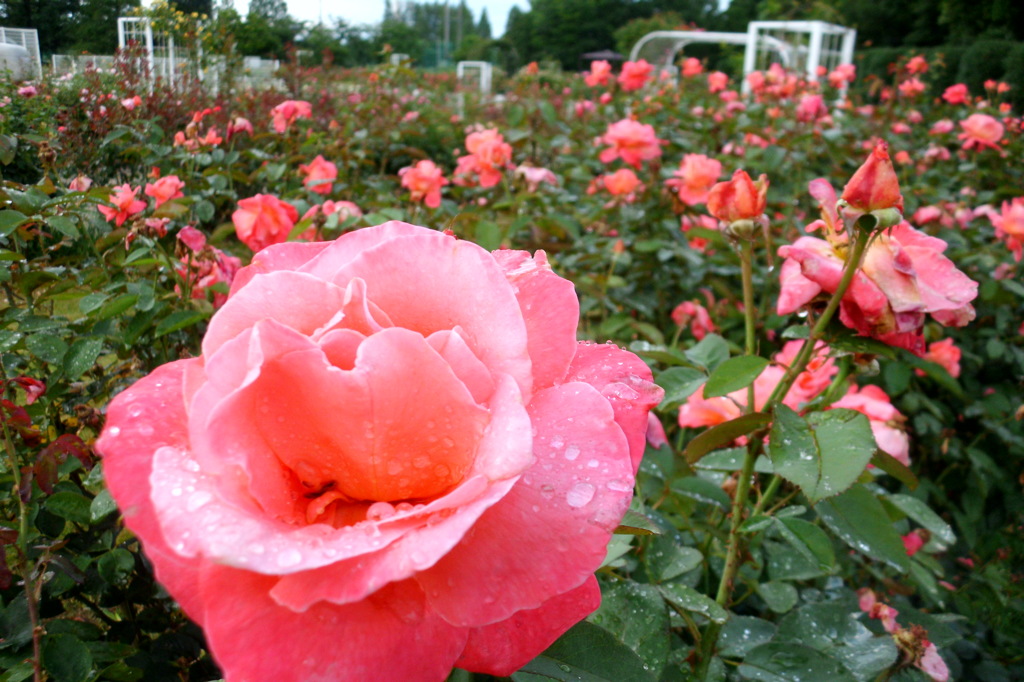 2014/06/29_雨上がりの伊奈バラ園