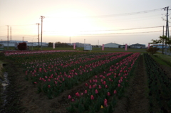 2016/04/10_夕暮れの花のオアシス