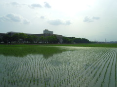 2017/06/24_水田に雲
