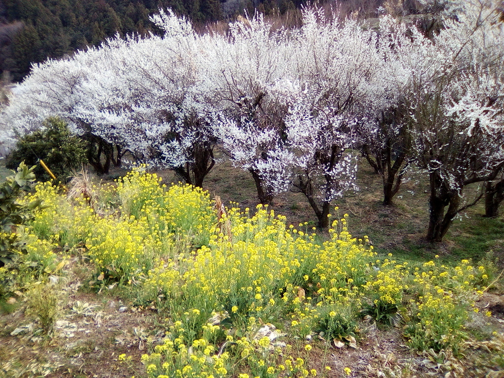 2019/03/09_外秩父山中の花々