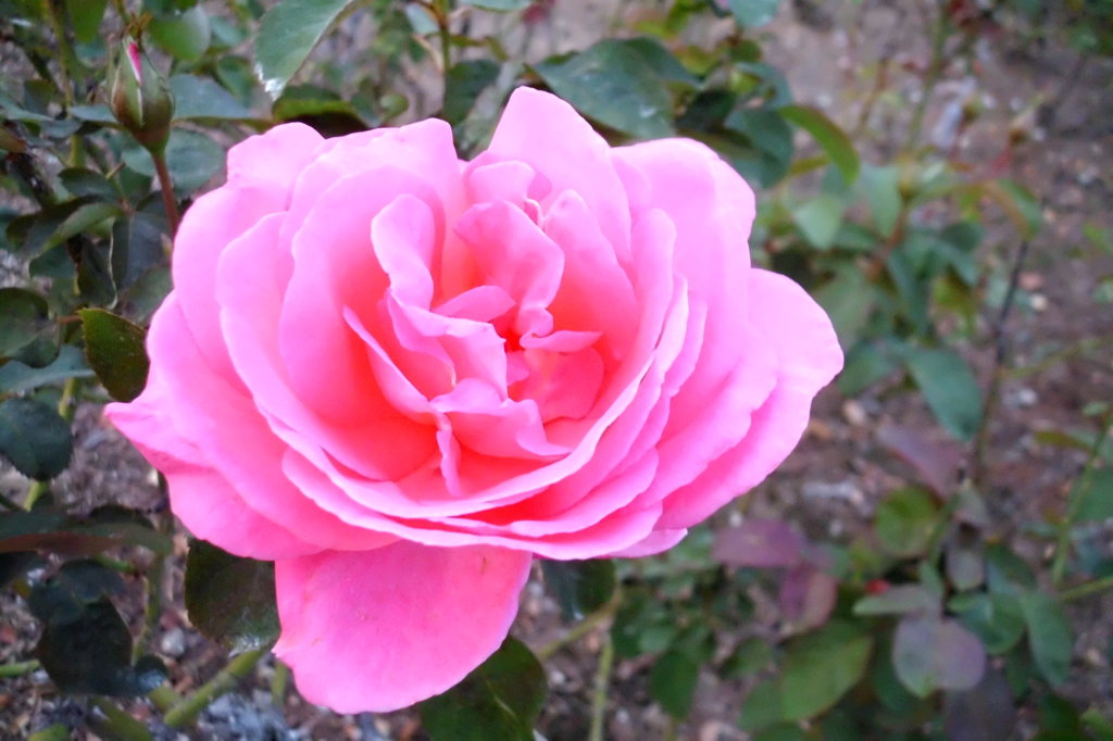 2014/10/12_伊奈バラ園の薔薇