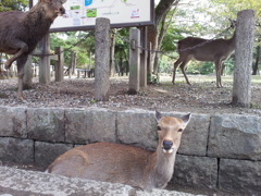 2016/10/18_奈良公園の鹿