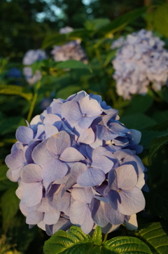 2016/06/18_伊奈アジサイ園の夕暮れ紫陽花