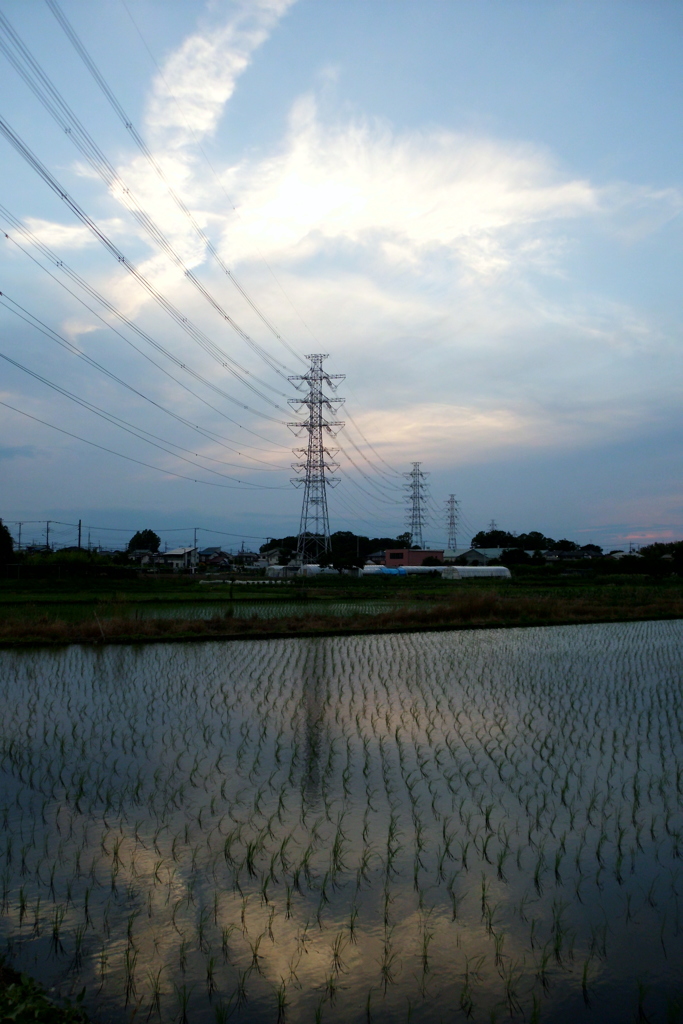 2016/06/11_水田の夕暮れ