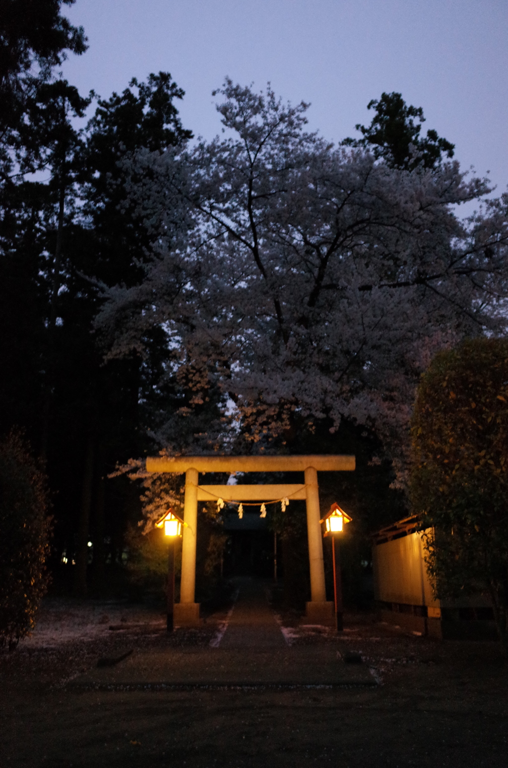 2015/04/04_伊奈崇霊社の夕暮れ桜