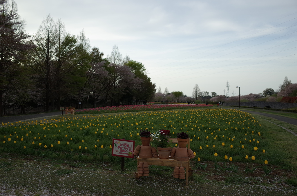 2016/04/09_花の丘農林公苑のチューリップ