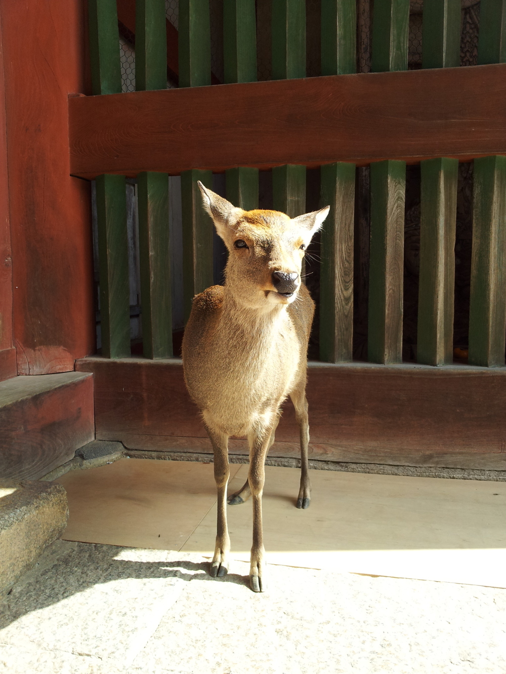 2016/10/18_東大寺 中門から中を覗き込んでいた鹿