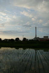 2016/06/26_水田の夕暮れ