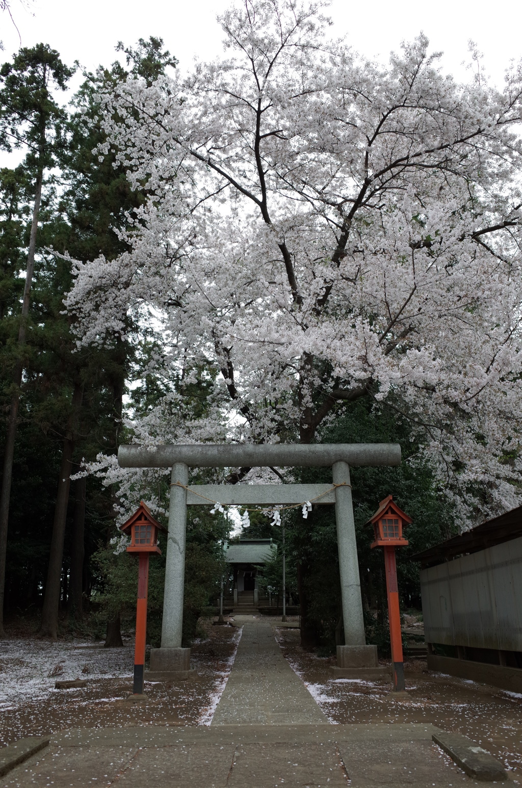 2015/04/04_伊奈崇霊社の桜