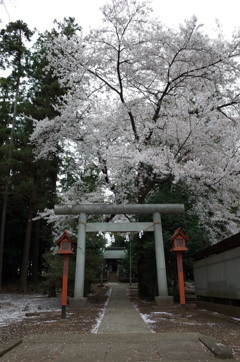 2015/04/04_伊奈崇霊社の桜