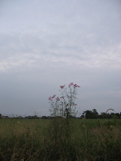 2016/10/02_夕暮れの蓮田駒崎コスモス畑