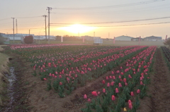 2016/04/10_夕暮れの花のオアシス
