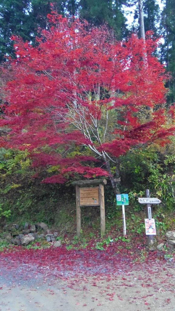 2013/11/24_福徳寺の紅葉