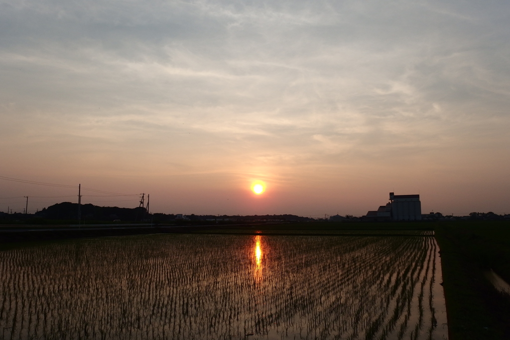 2015/07/12_水田の夕暮れ
