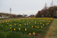 2016/04/09_花の丘農林公苑のチューリップ