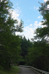 2014/08/02_木立と空