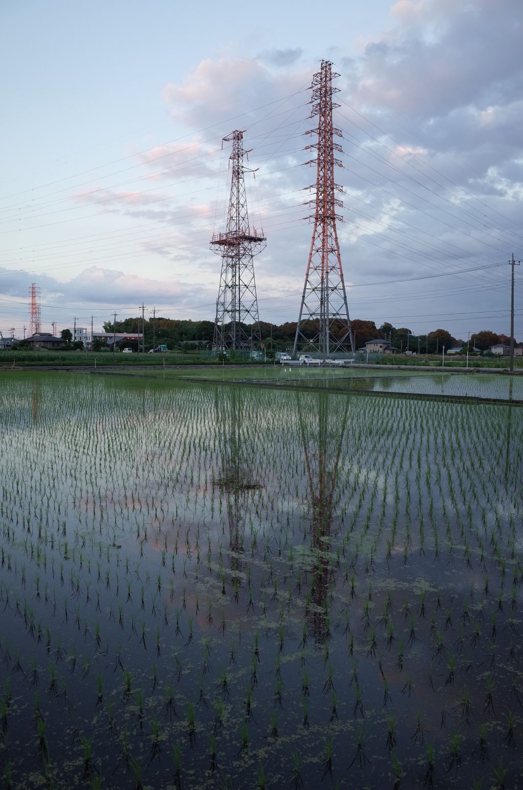 2015/06/06_水田の夕暮れ