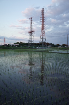 2015/06/06_水田の夕暮れ