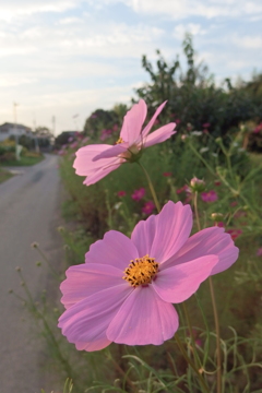 2015/10/03_コスモス