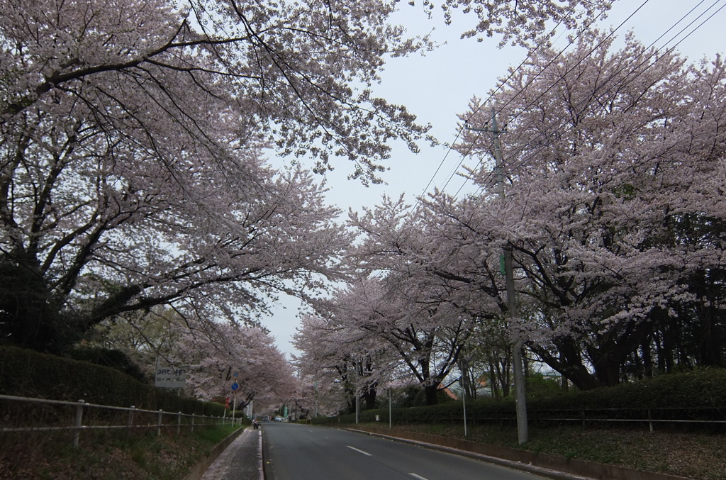 2015/04/04_無線山の桜