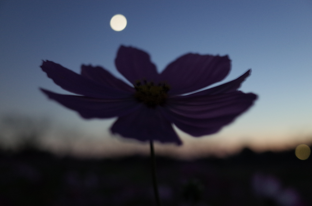 2015/10/18_蓮田駒崎の夕暮れコスモス