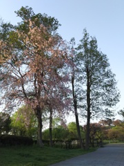 2017/04/16_さきたま古墳公園の夕暮れ桜