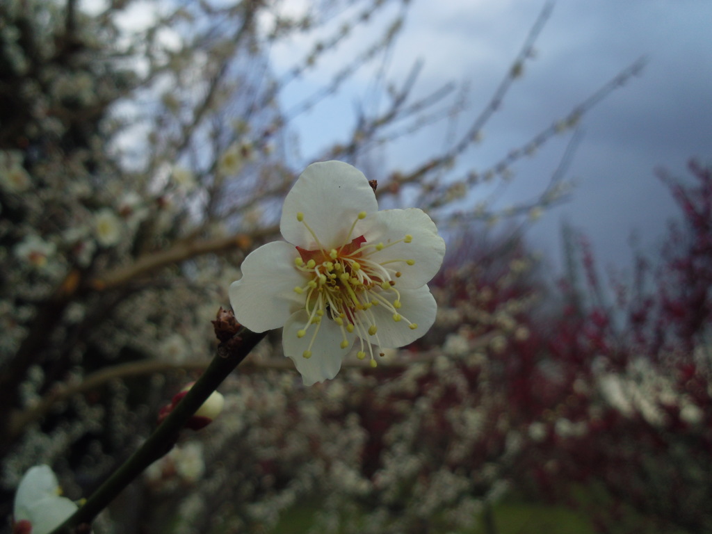 2016/02/28_花の丘農林公苑の白梅