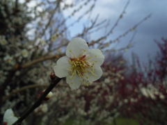 2016/02/28_花の丘農林公苑の白梅