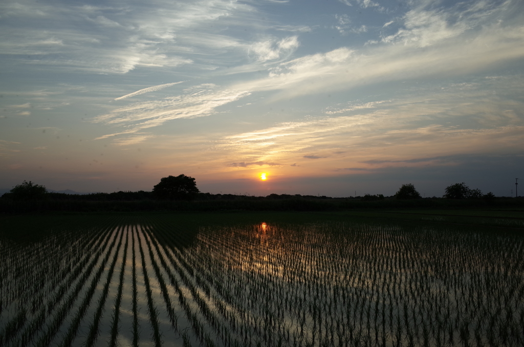 2015/05/24_水田に夕日