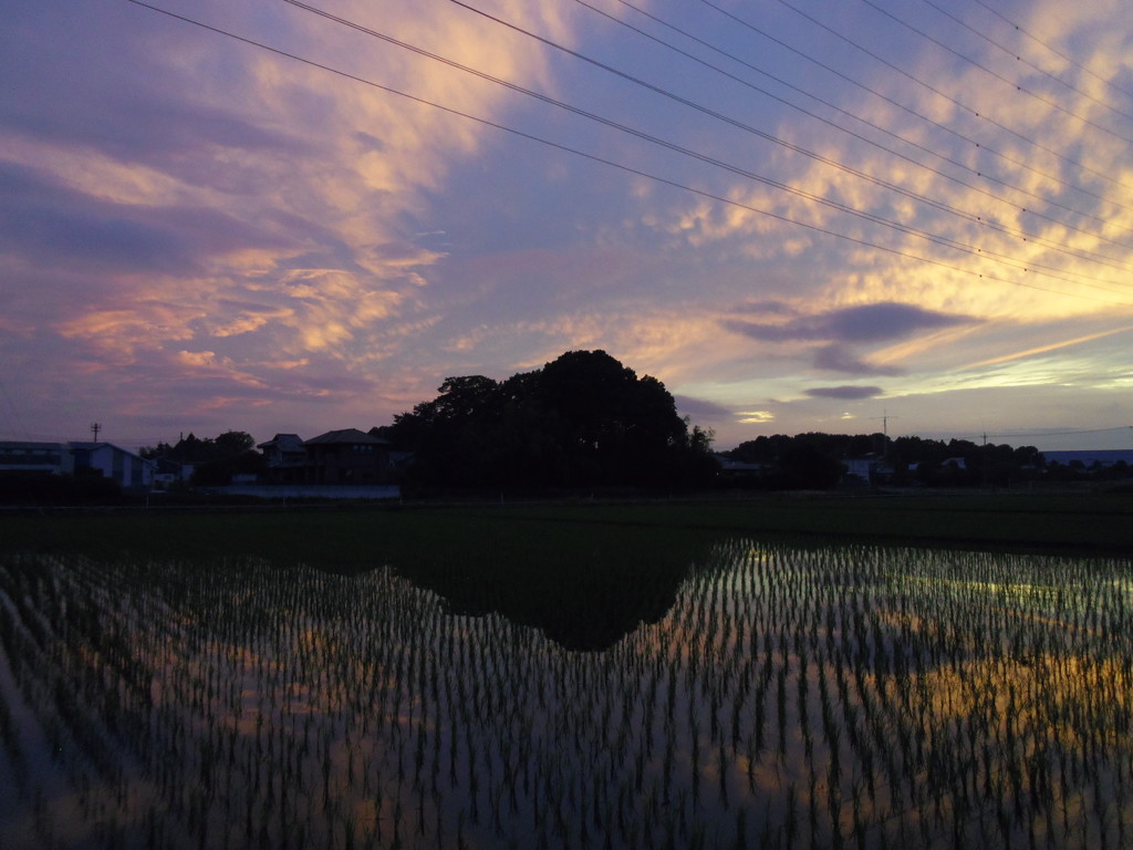 2017/06/25_水田の夕暮れ