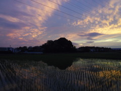 2017/06/25_水田の夕暮れ