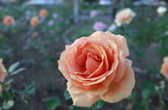 2015/10/18_伊奈バラ園の薔薇