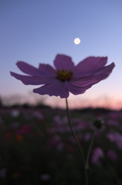 2015/10/18_蓮田駒崎の夕暮れコスモス