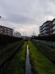 2017/04/09_芝川の夕暮れ菜の花