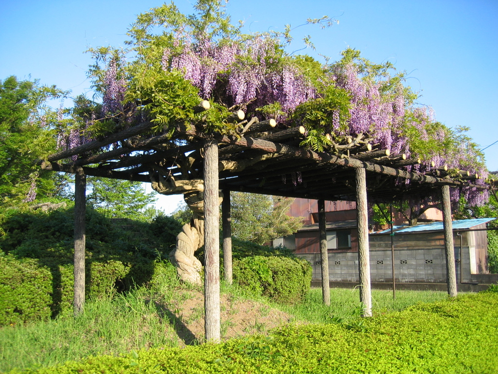 2017/05/04_鎮守の森公園の藤