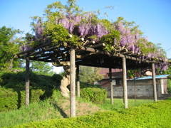 2017/05/04_鎮守の森公園の藤
