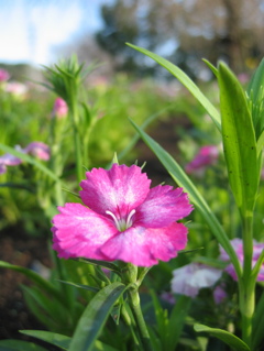 2016/03/19_花の丘農林公苑のナデシコ