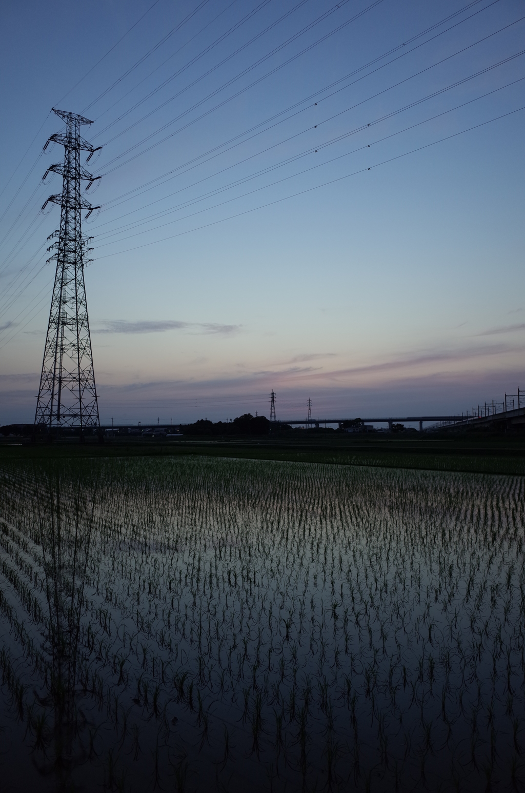 2016/06/18_水田の夕暮れ