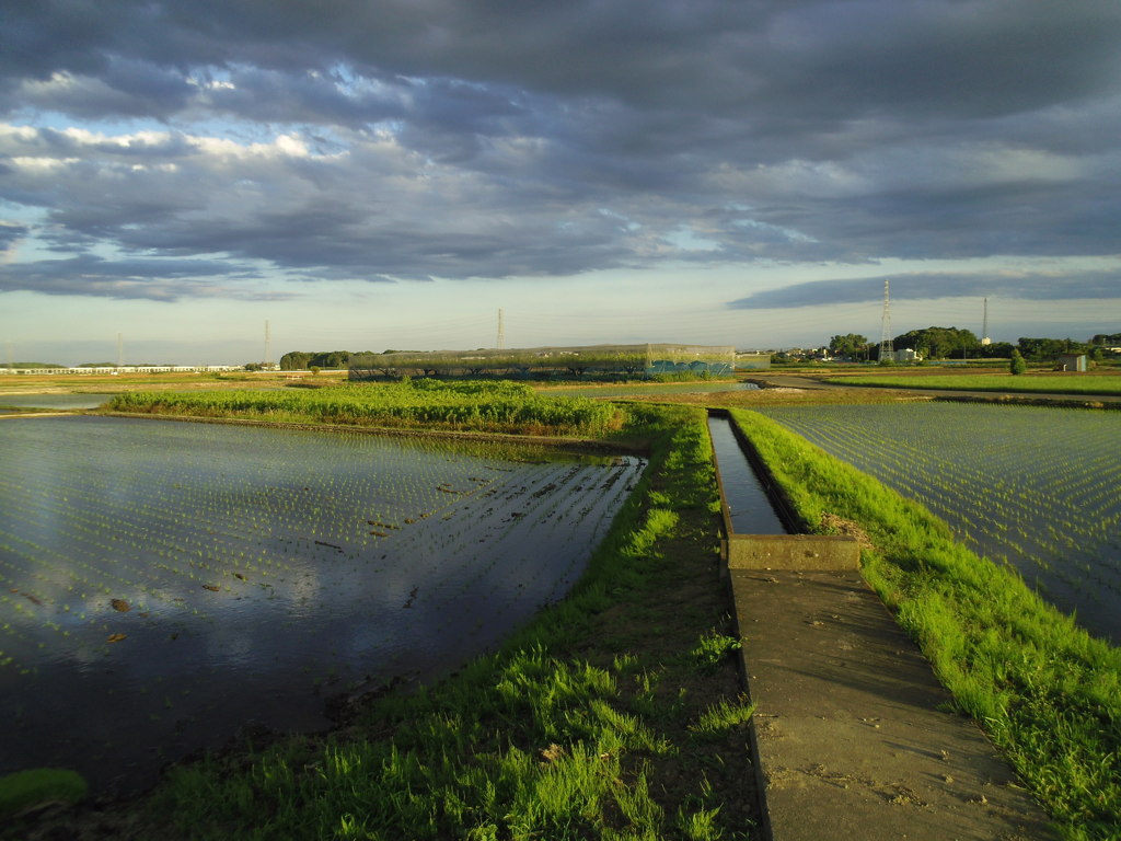 2017/06/04_西日を浴びる田園に雲