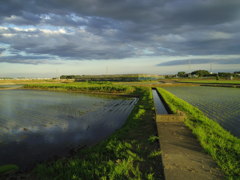 2017/06/04_西日を浴びる田園に雲